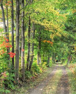 Autumn Carraige Path