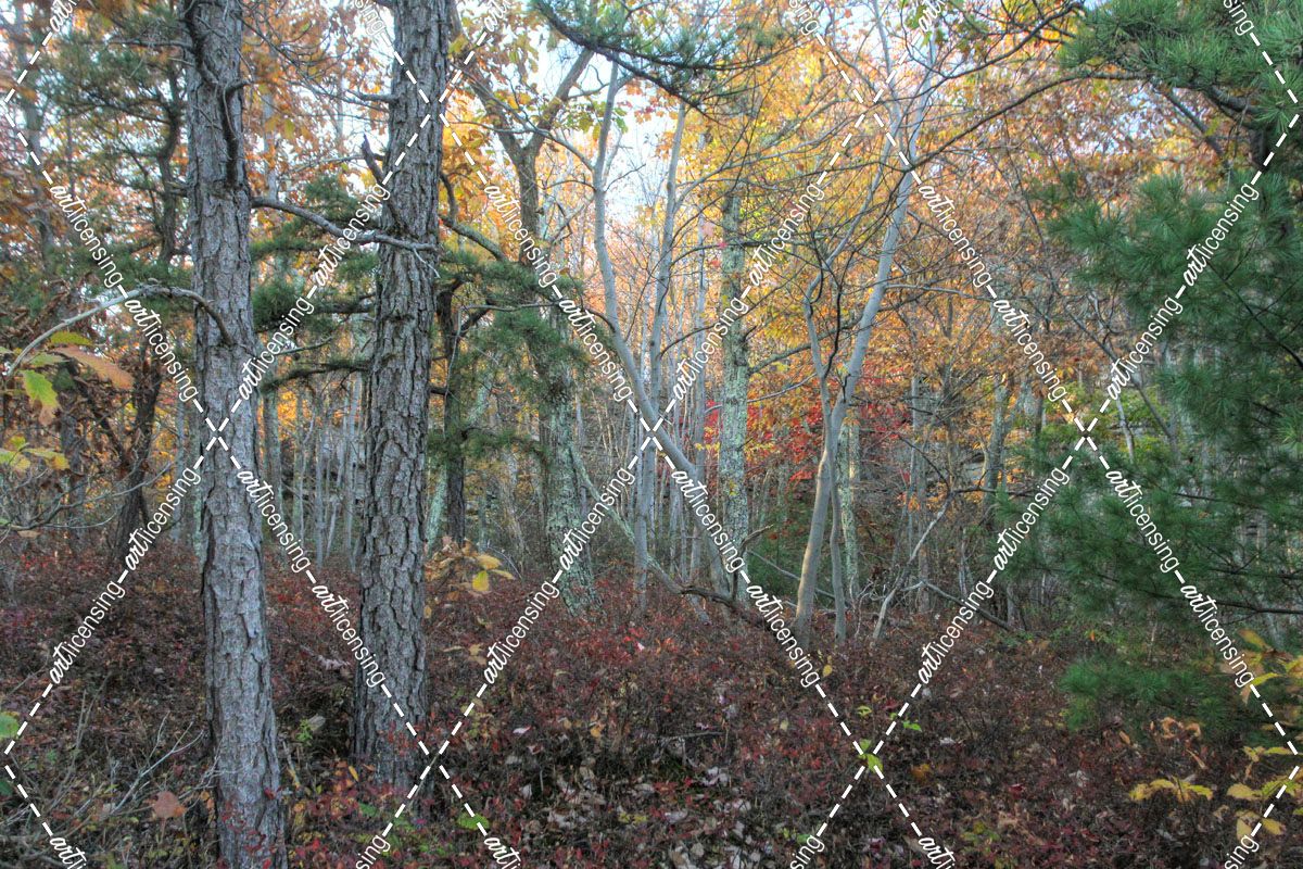 Ridge Trail Autumn 1