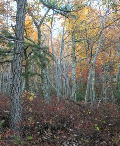 Ridge Trail Autumn 1