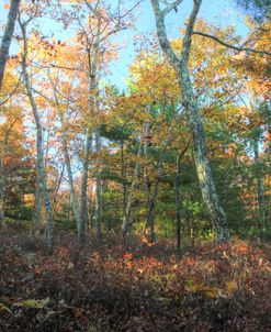 Ridge Trail Autumn 2