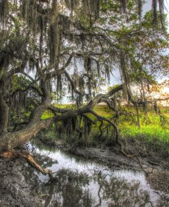 Jekyll Island Marsh Vertical