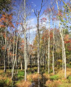 Wetland Trees Vertical