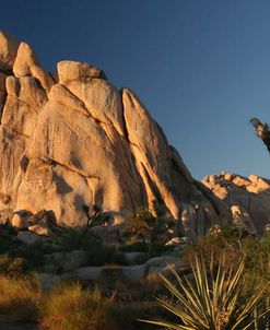 Joshua Tree Panorama