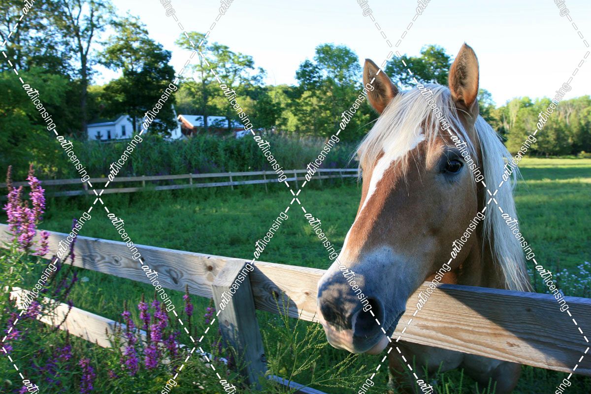 Palomino and Fence