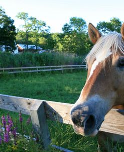 Palomino and Fence