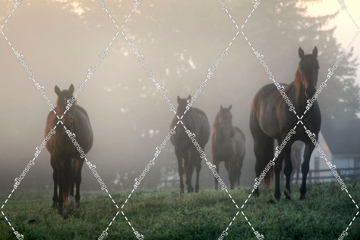Horses in the MIst
