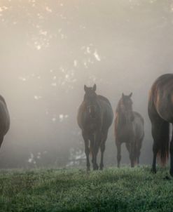 Horses in the MIst