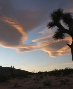 Joshua Tree and Cloud