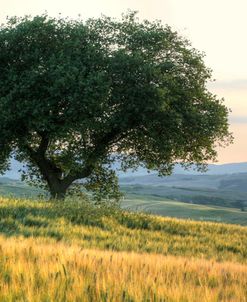 Tuscany Panorama 2