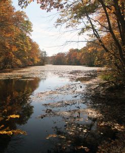 Autumn Pond