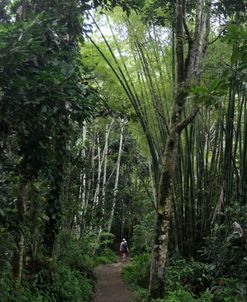 Rainforest and Two Figures
