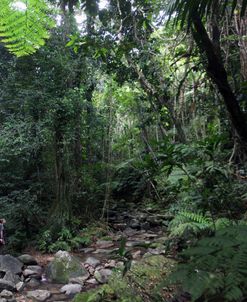 Rainforest and Stream