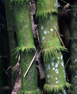 Bamboo Detail Vertical