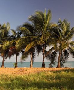 Palms and Ocean