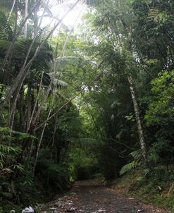 Rainforest Path Horizontal