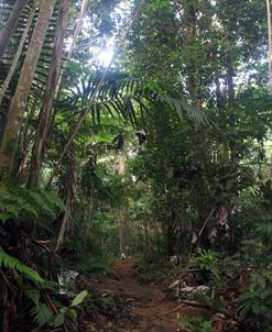 Rainforest Path Vertical
