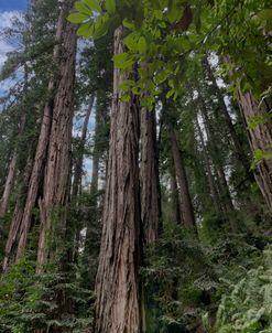 Marin Redwoods Hillside