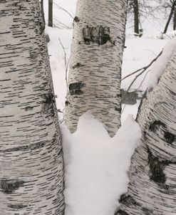 Minnewaska Birch Trees