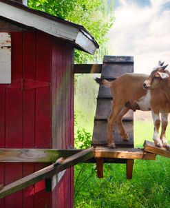Farm Goat