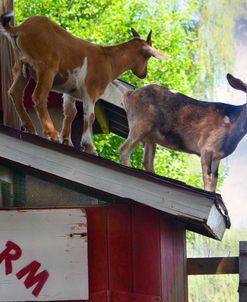 Two Farm Goats