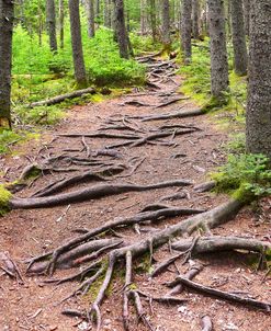 Rooted Trail