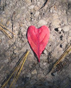 Heart Leaf
