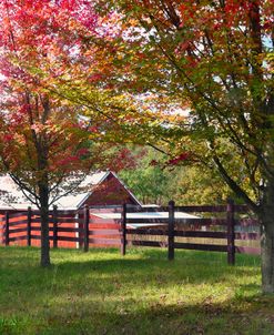 Red Maples Red Barn