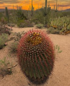 Blooming Cactus and Sunset