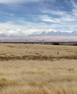 Las Cienegas National Conservation Area 1