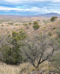 Oak Tree Canyon Arizona 1