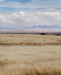 Las Cienegas National Conservation Area 2
