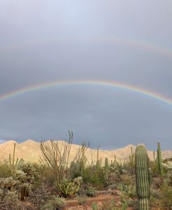 Saguaro Rainbow