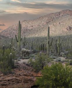 Saguaro Sunset