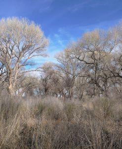 San Pedro Riparian National Conservation Area