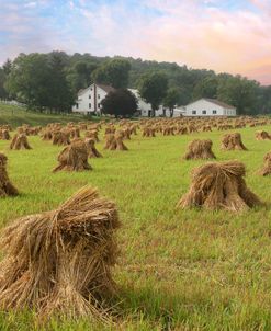 Amish Harvest