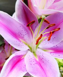 Showy Lily