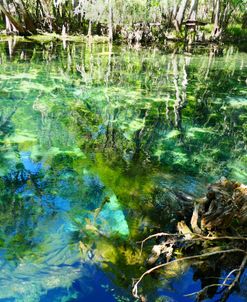 Manatee Springs 3