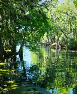 Manatee Springs 4