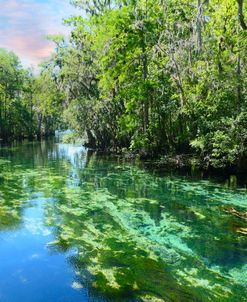 Manatee Springs 5