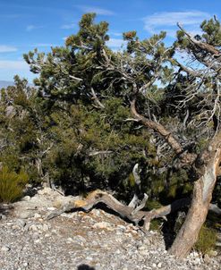 Desert View Point 2