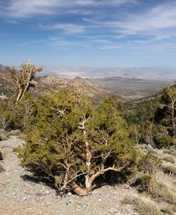 Wheeler Pass 2