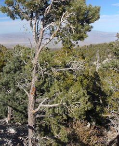 Desert View Point Vertical