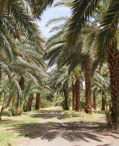 Date Farm 3