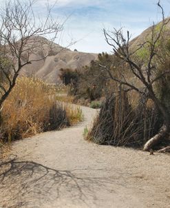 Black Tree Trail – Shoshone