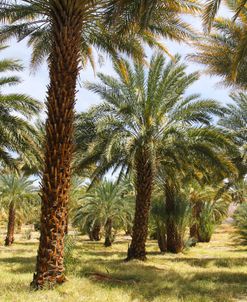 Date Farm