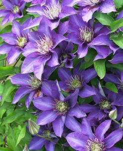 Purple Clematis
