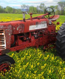 Red Tractor Yellow Flowers