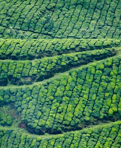 Tea Plantation