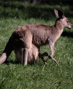 Kangaroo 1a