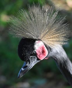Black Crowned Crane Az17 1